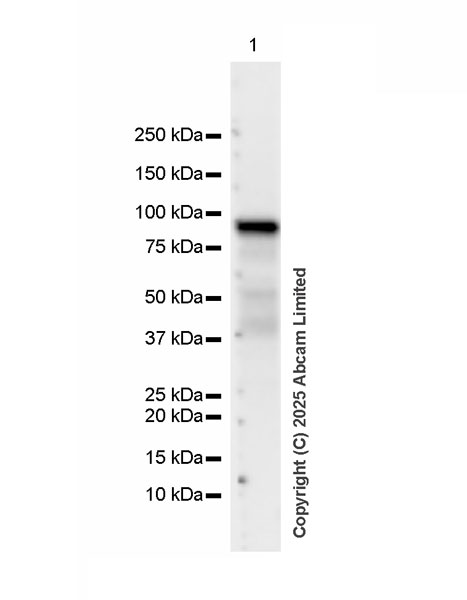 Western blot - HRP Anti-PDE4B antibody [EPR11830] (AB324173), expandable thumbnail