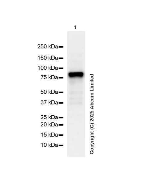 Western blot - HRP Anti-PDE4B antibody [EPR11830] (AB324173)