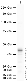 Western blot - HRP Anti-PDHA1 antibody [8D10E6] (AB197962)