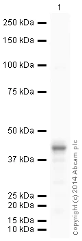 Western blot - HRP Anti-PDHA1 antibody [8D10E6] (AB197962)