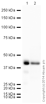Western blot - HRP Anti-PDHA1 antibody [9H9AF5] (AB197956)