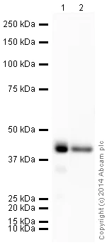 Western blot - HRP Anti-PDHA1 antibody [9H9AF5] (AB197956)