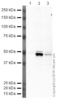 Western blot - HRP Anti-PDIA6 antibody [EPR10132(B)] (AB201733)