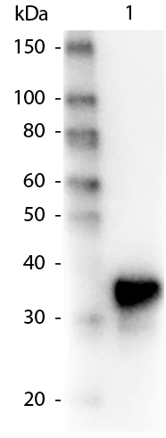 Western blot - HRP Anti-Pepsin antibody - Azide free (AB181878)