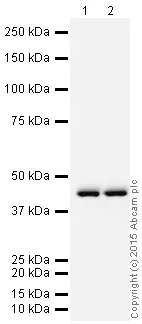 Western blot - HRP Anti-Perilipin 2 antibody [EPR3713] (AB201721)