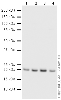 Western blot - HRP Anti-Peroxiredoxin 2/PRP antibody [EPR5154] (AB197042), expandable thumbnail