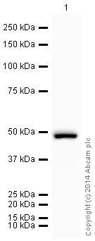 Western blot - HRP Anti-PGK1 antibody [22C5D8] (AB197960)