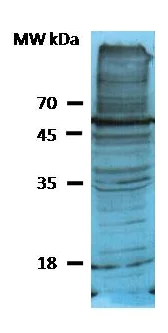 Western blot - HRP Anti-Phosphoserine antibody (AB9334)