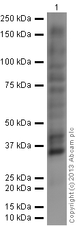 Western blot - HRP Anti-Phosphotyrosine antibody [PY20] (AB16389)