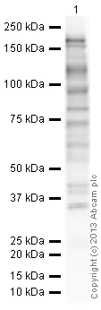 Western blot - HRP Anti-Phosphotyrosine antibody [PY20] (AB16389)