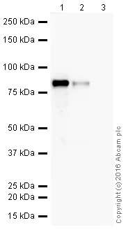 Western blot - HRP Anti-PKC alpha antibody [Y124] (AB205422)