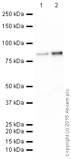 Western blot - HRP Anti-PKC antibody [EPR16898] (AB205791)