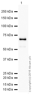 Western blot - HRP Anti-Placental alkaline phosphatase (PLAP) antibody [EPR6141] (AB198554), expandable thumbnail