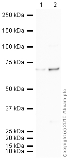 Western blot - HRP Anti-PLK1 antibody [35-206] (AB203647), expandable thumbnail