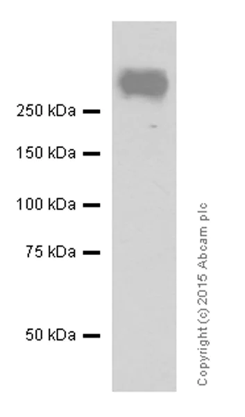 Western blot - HRP Anti-Polyethylene glycol antibody [PEG-B-47] (AB202640)