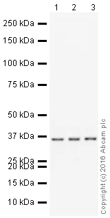 Western blot - HRP Anti-PPP1CA + PPP1CB antibody [EP1511Y] (AB211372)