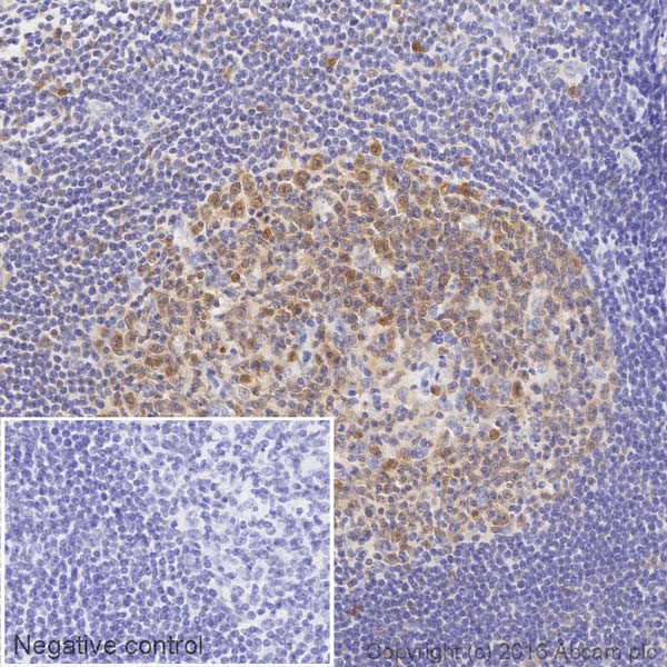 Immunohistochemistry (Formalin/PFA-fixed paraffin-embedded sections) - HRP Anti-pro Caspase-3 antibody [E61] (AB205733), expandable thumbnail