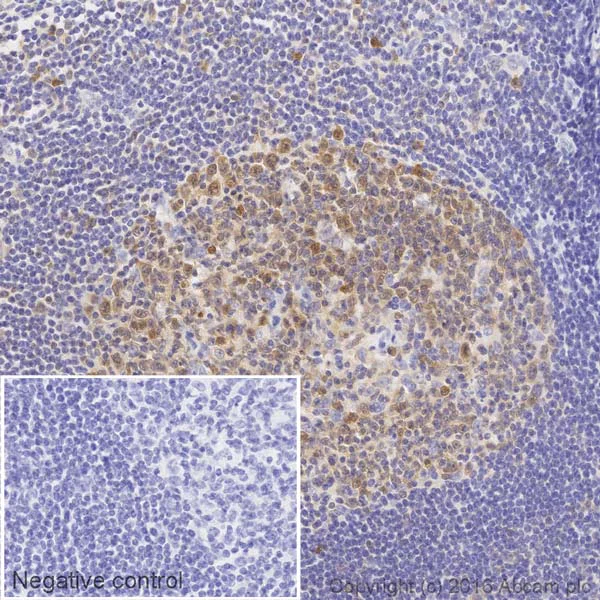 Immunohistochemistry (Formalin/PFA-fixed paraffin-embedded sections) - HRP Anti-pro Caspase-3 antibody [E61] (AB205733)
