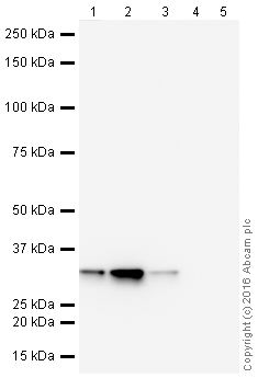 Western blot - HRP Anti-pro Caspase-3 antibody [E61] (AB205733), expandable thumbnail