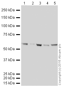 Western blot - HRP Anti-Prostaglandin E Receptor EP2/PTGER2 antibody [EPR8030(B)] (AB203462)