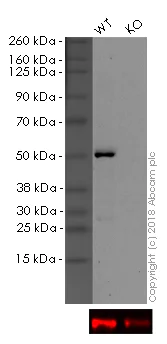 Western blot - HRP Anti-PTEN antibody [EPR9941-2] (AB202358)