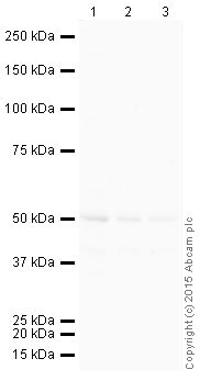 Western blot - HRP Anti-PTEN antibody [EPR9941-2] (AB202358), expandable thumbnail