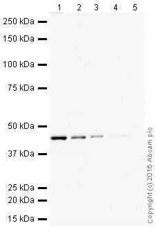 Western blot - HRP Anti-PTP1B antibody [EP1841Y] (AB207635)