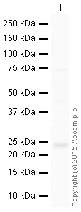 Western blot - HRP Anti-Rab4 antibody [EPR3042] - Early Endosome Marker (AB199205)