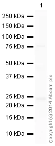 Western blot - HRP Anti-Rab4 antibody [EPR3042] - Early Endosome Marker (AB199205)