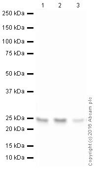 Western blot - HRP Anti-Rab5 antibody [EPR17321] - Early Endosome Marker (AB209475)