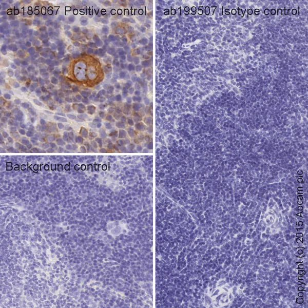 Immunohistochemistry (Formalin/PFA-fixed paraffin-embedded sections) - HRP Rabbit IgG, monoclonal [EPR25A] - Isotype Control (AB199507)