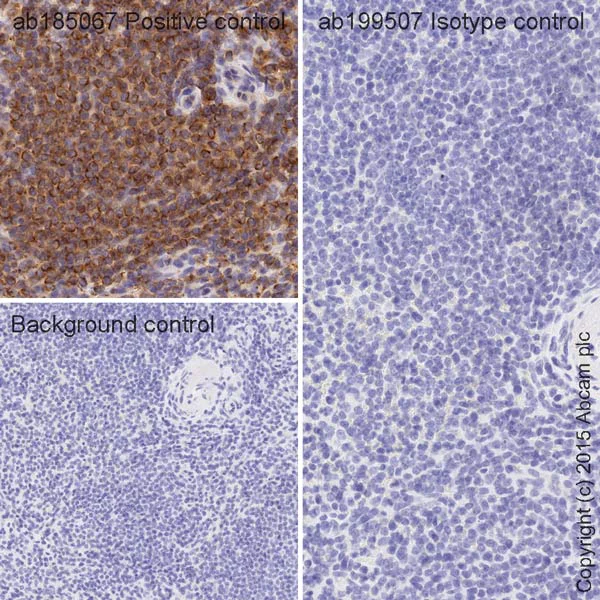 Immunohistochemistry (Formalin/PFA-fixed paraffin-embedded sections) - HRP Rabbit IgG, monoclonal [EPR25A] - Isotype Control (AB199507)