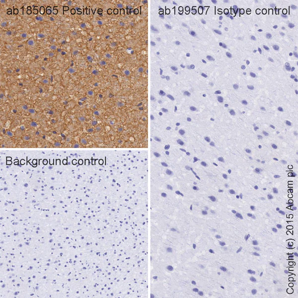 Immunohistochemistry (Formalin/PFA-fixed paraffin-embedded sections) - HRP Rabbit IgG, monoclonal [EPR25A] - Isotype Control (AB199507)