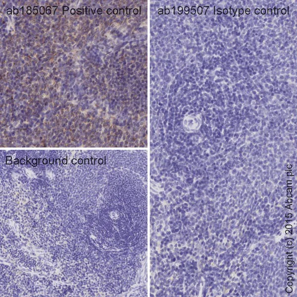 Immunohistochemistry (Formalin/PFA-fixed paraffin-embedded sections) - HRP Rabbit IgG, monoclonal [EPR25A] - Isotype Control (AB199507)