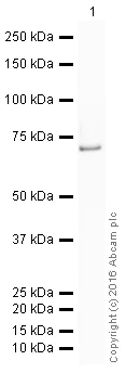 Western blot - HRP Anti-RanGAP1 antibody [EPR3295] (AB205449)