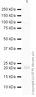 Western blot - HRP Anti-Ras antibody [EPR3255] (AB199557)