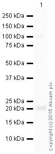 Western blot - HRP Anti-Ras antibody [EPR3255] (AB199557)