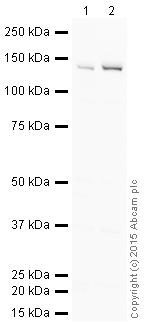 Western blot - HRP Anti-RENT1/hUPF1 antibody [EPR4681] (AB201818), expandable thumbnail