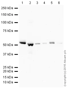 Western blot - HRP Anti-Retinoid X Receptor alpha/RXRA antibody [EPR7106] (AB200782)