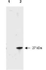 Western blot - HRP Anti-RFP antibody (AB34767)