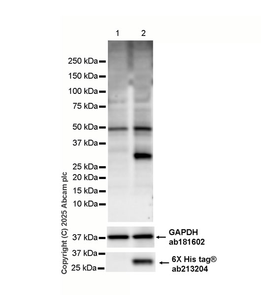 Western blot - HRP Anti-RFP antibody [EPR18992] (AB324002), expandable thumbnail