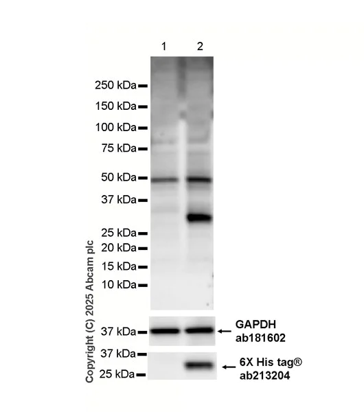 Western blot - HRP Anti-RFP antibody [EPR18992] (AB324002)