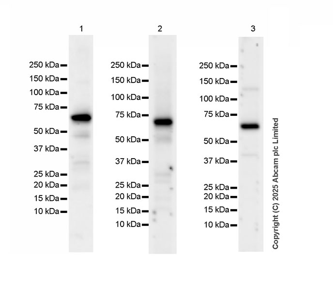 Western blot - HRP Anti-RPE65 antibody [EPR22579-44] (AB324030), expandable thumbnail