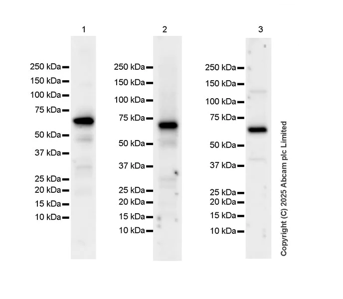 Western blot - HRP Anti-RPE65 antibody [EPR22579-44] (AB324030)