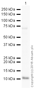 Western blot - HRP Anti-S100A8 antibody [EPR3554] (AB201473), expandable thumbnail