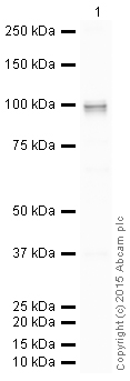 Western blot - HRP Anti-SATB1 antibody [EPR3951] (AB203964)