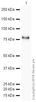 Western blot - HRP Anti-Scavenging Receptor SR-BI antibody [EP1556Y] (AB206233), expandable thumbnail