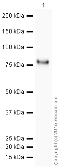 Western blot - HRP Anti-Scavenging Receptor SR-BI antibody [EP1556Y] (AB206233)