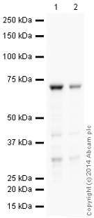 Western blot - HRP Anti-SDHA antibody [2E3GC12FB2AE2] (AB198493), expandable thumbnail