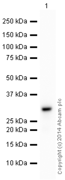 Western blot - HRP Anti-SDHB antibody [21A11AE7] (AB197903), expandable thumbnail